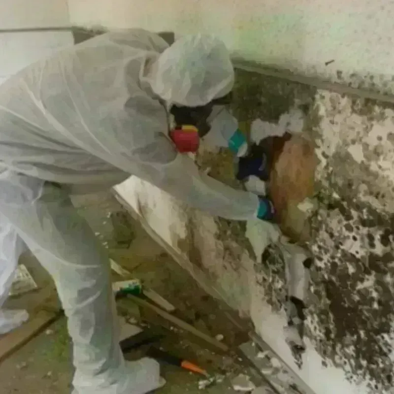 Mold Remediation and Removal in Captain Cook, HI